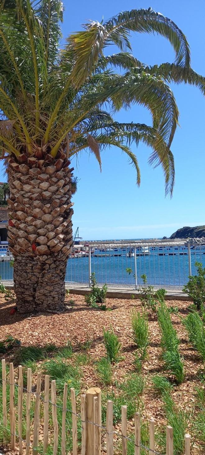 Appart F3 A 150 M De La Plage Avec Parking Prive Cerbère Esterno foto